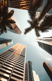 Looking up at skyscrapers and palm trees in Singapore