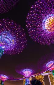 Singapore supertrees illuminated at night