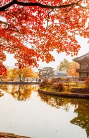 Autumn leaves at Gyeongbokgung Palace in Seoul