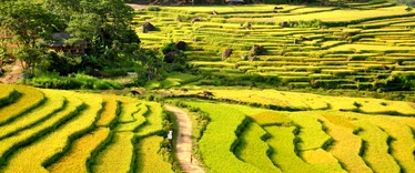 Rice terraces at Pu Luong