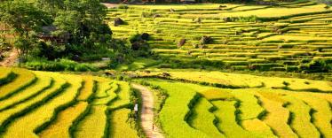 Rice terraces at Pu Luong