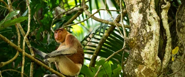 Proboscis monkey in Borneo