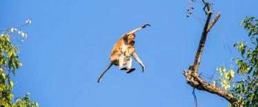 Proboscis monkey from tree to tree in Borneo