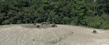 Wildlife trekking in Tabin 