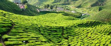 Tea plantations of Cameron Highlands