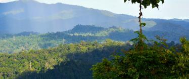 View of the canopy in Danum Valley