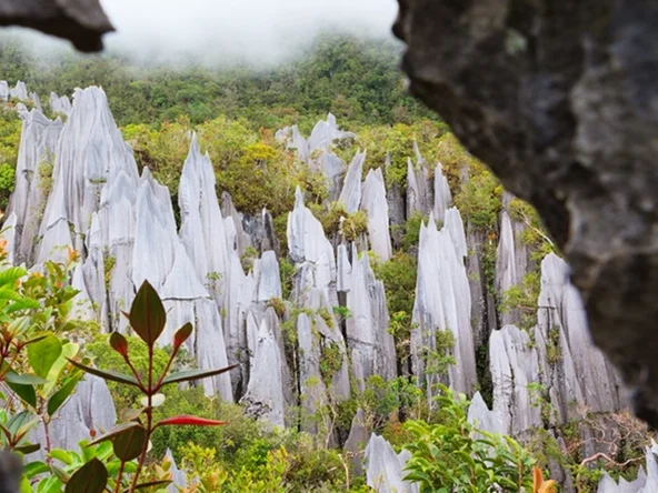 Trekking in the Pinnacles in Mulu National Park