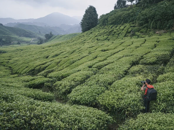 Tea plantations in Cameron Highlands