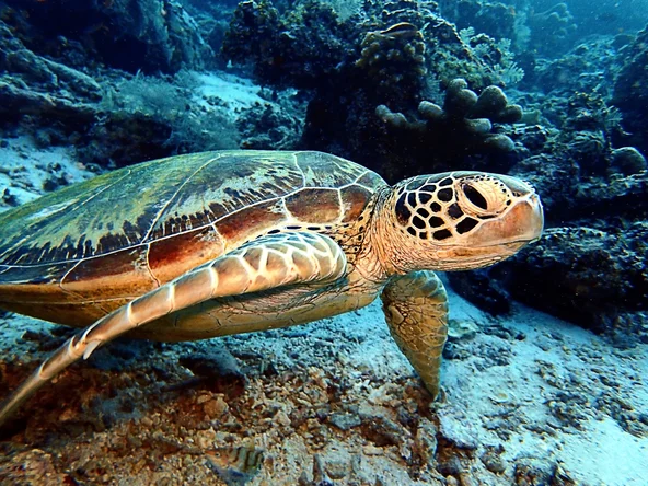 Turtle in sea of Malaysian Islands