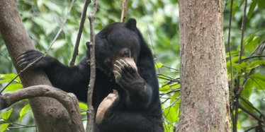 Sun Bear in Sepilok
