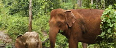 Elephants in Mondulkiri