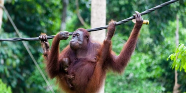 Orangutan at Sepilok