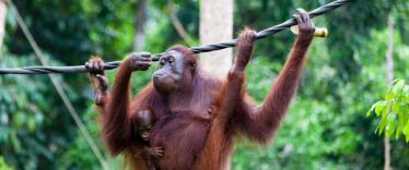 Orangutan at Sepilok