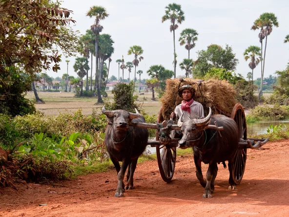 Buffalo cart in village near Siem Reap