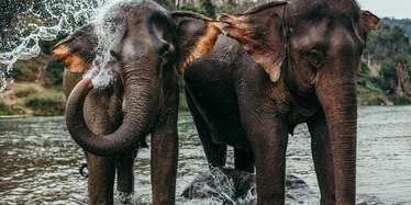 Elephants washing in the river