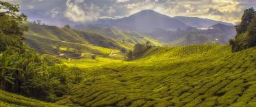 Tea plantations of Cameron Highlands