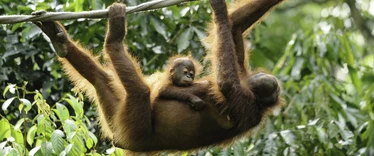 Mother and baby orangutan at Sepilok Orangutan Rehabilitation Centre