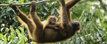 Mother and baby orangutan at Sepilok Orangutan Rehabilitation Centre