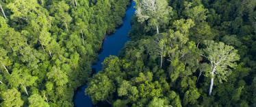 Aerial view of Taman Negara National Park