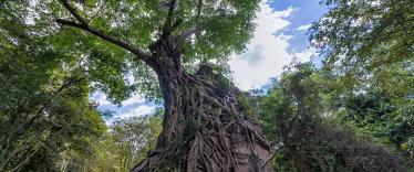 Sambor Prei Kuk in Kampong Thom