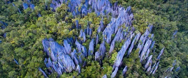Jagged rock pinnacles shoot out of the jungle at Mulu National Park in Borneo