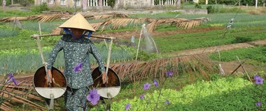 Farming in Vietnam