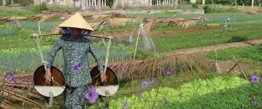 Farming in Vietnam