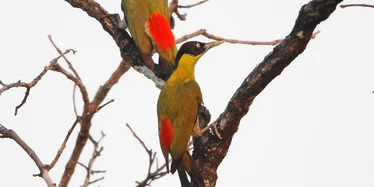 Birds in Kulen Prontemp