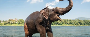 Elephant 
