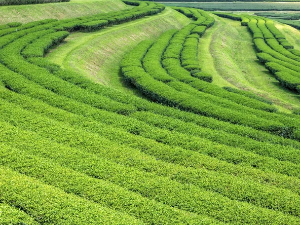 Araksa tea plantation, Chiang Mai 
