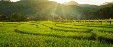Rice fields at Pai, Mae Hong Son, Thailand 