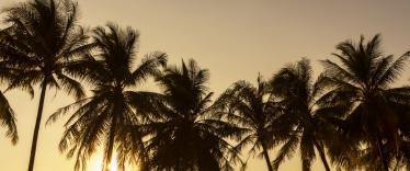 Palm trees at sunset