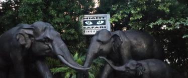 Black model elephants in front of Night Safari sign 