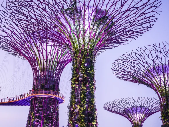 Purple illuminated supertrees with walkways 