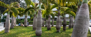 Palm trees in park 