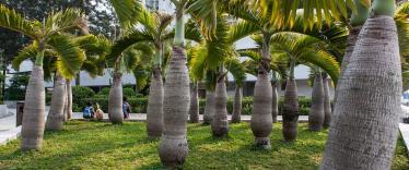 Palm trees in park 