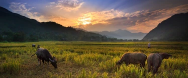 Buffalo grazing in rice fields in front of mountains in Northern Thailand 