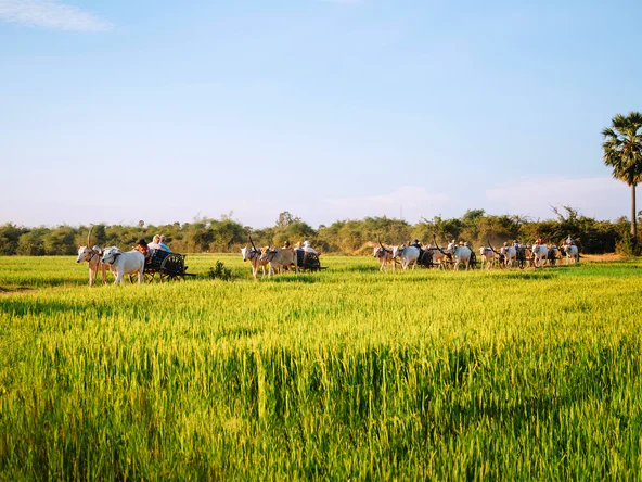 water buffaloes carry tourists along rice paddies in the region around the Mekong Delta