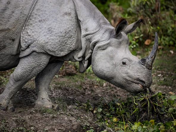 One horned rhino Kaziranga
