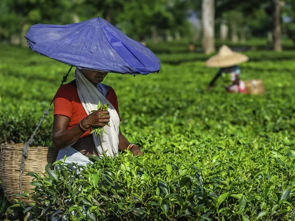 woman-at-tea-plantation-in-jorhat-assam-wears-a-makeshift-bamboo-hat