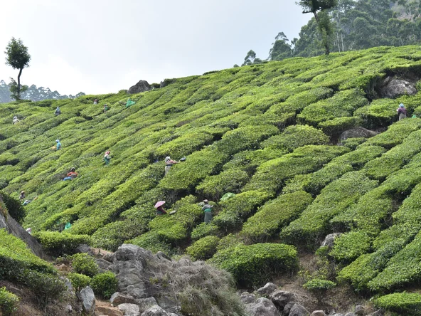 Tea plantation at Munnar