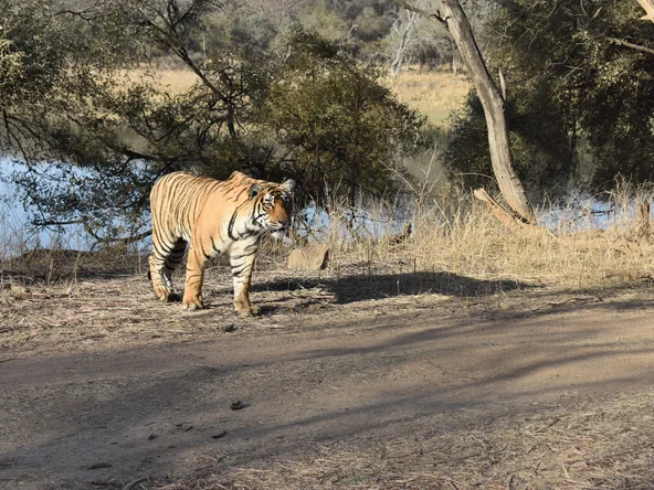 Tiger in Ranthambore