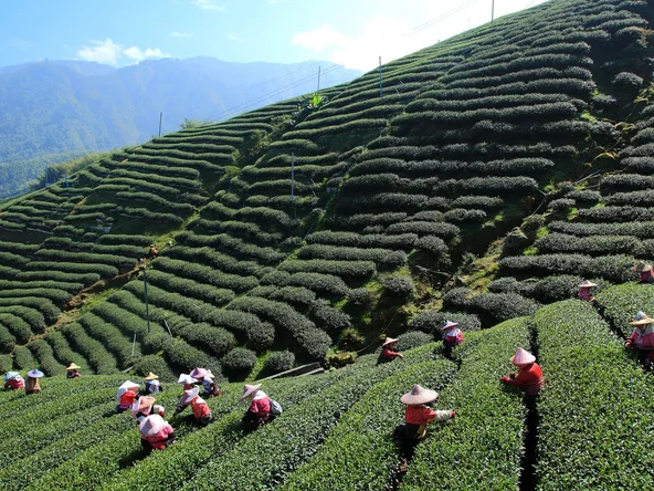 Tea paddies in North India