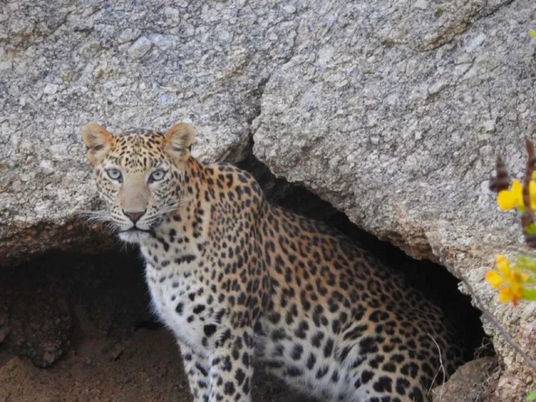 Leopard in Jawai