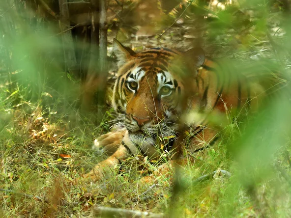 Tiger peeking through the foliage of Kanha National Park