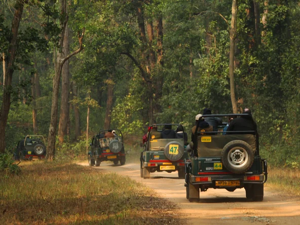 Open top jeeps in Kanha national park