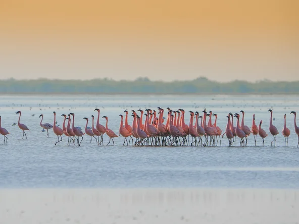Lesser Flamingo Courtship at Little Rann of Kutch