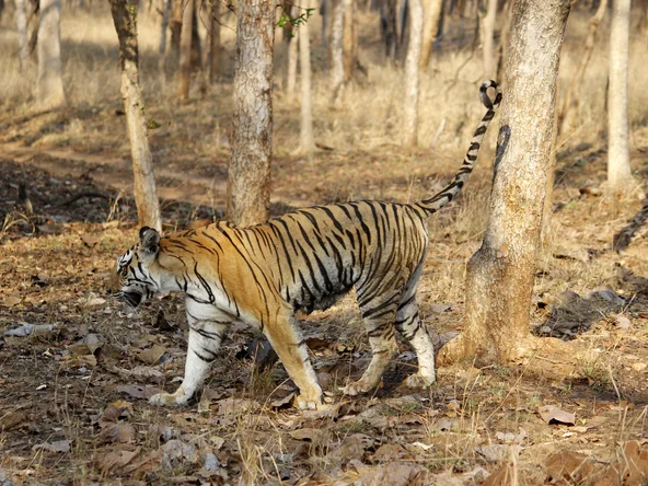 Tiger in Pench
