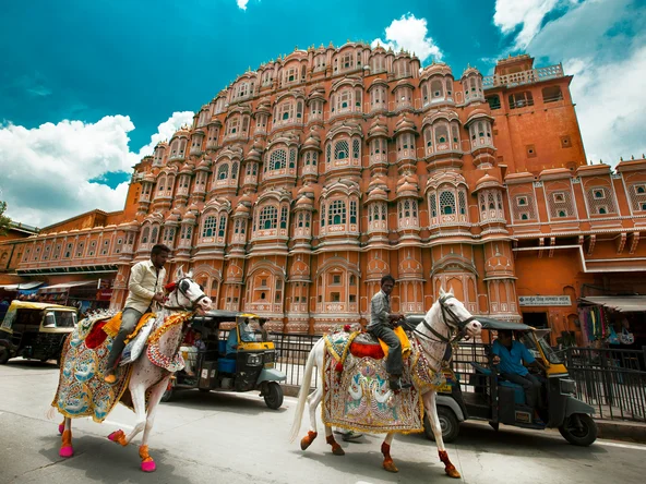 Jaipur horses