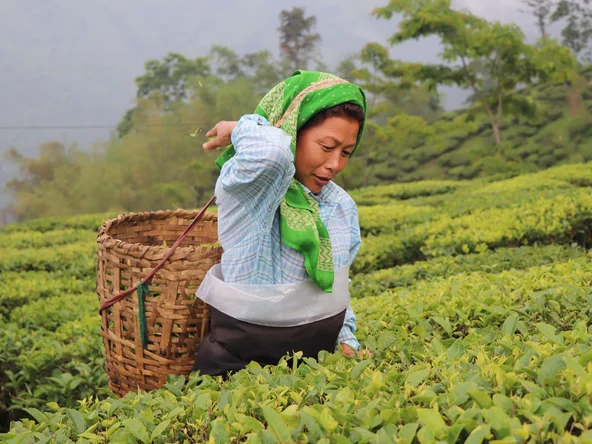 Woman on a tea plantation in Darjeeling